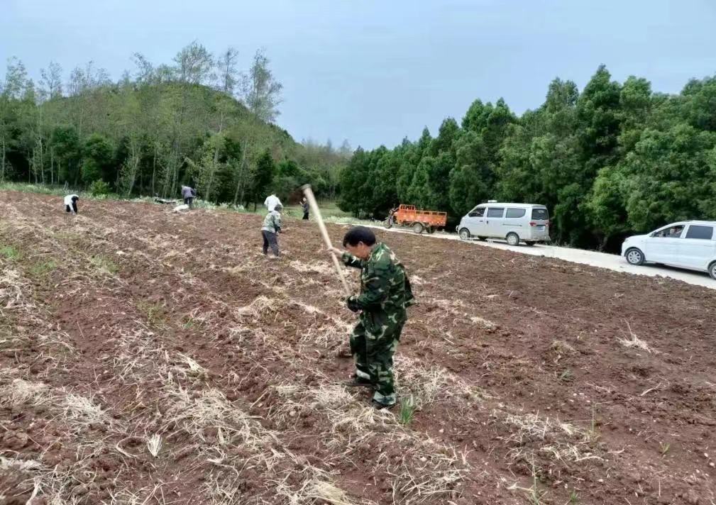 【拼经济 搞建设 冲在前】<font color='red'>剑阁县</font>掀起晚秋粮食生产高潮