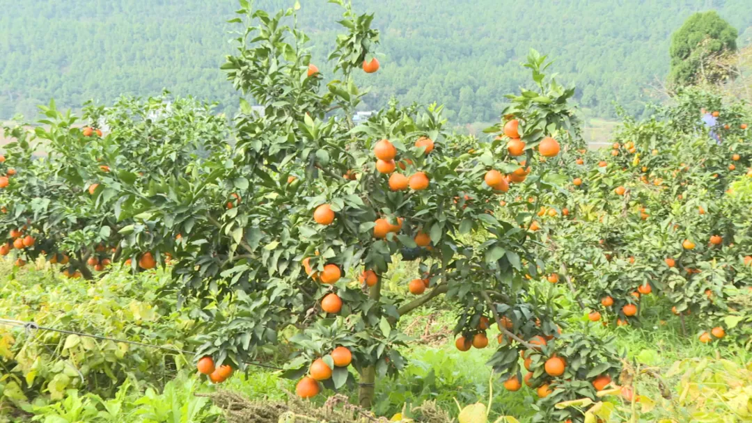 【拼经济 比发展】<font color='red'>公</font>兴镇：集体经济结硕果 乡村振兴有动力