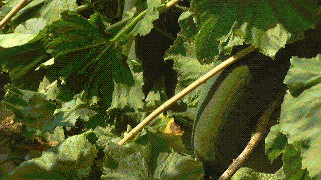 <font color='red'>剑阁县</font>：从黑皮冬瓜看农业供给侧结构性改革