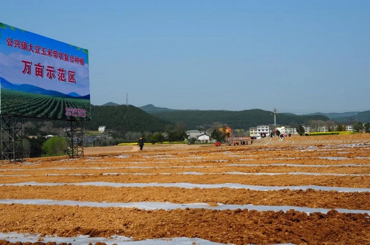 【聚焦三农】<font color='red'>剑阁县</font>：大豆＋玉米兼容发展 开启“一地双丰收”模式