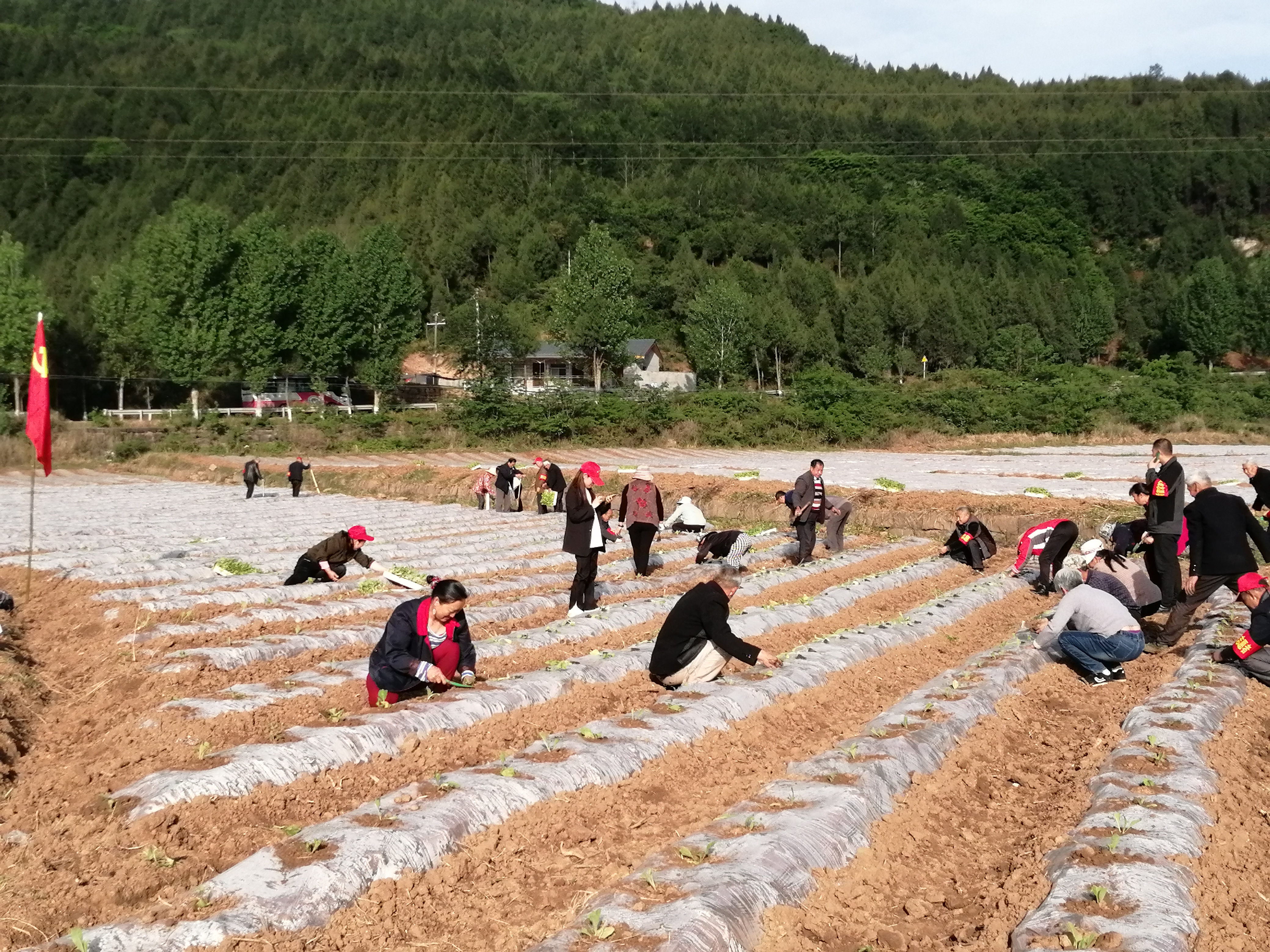 <font color='red'>公</font>兴镇：烟叶移栽身影忙 义务劳动展风采