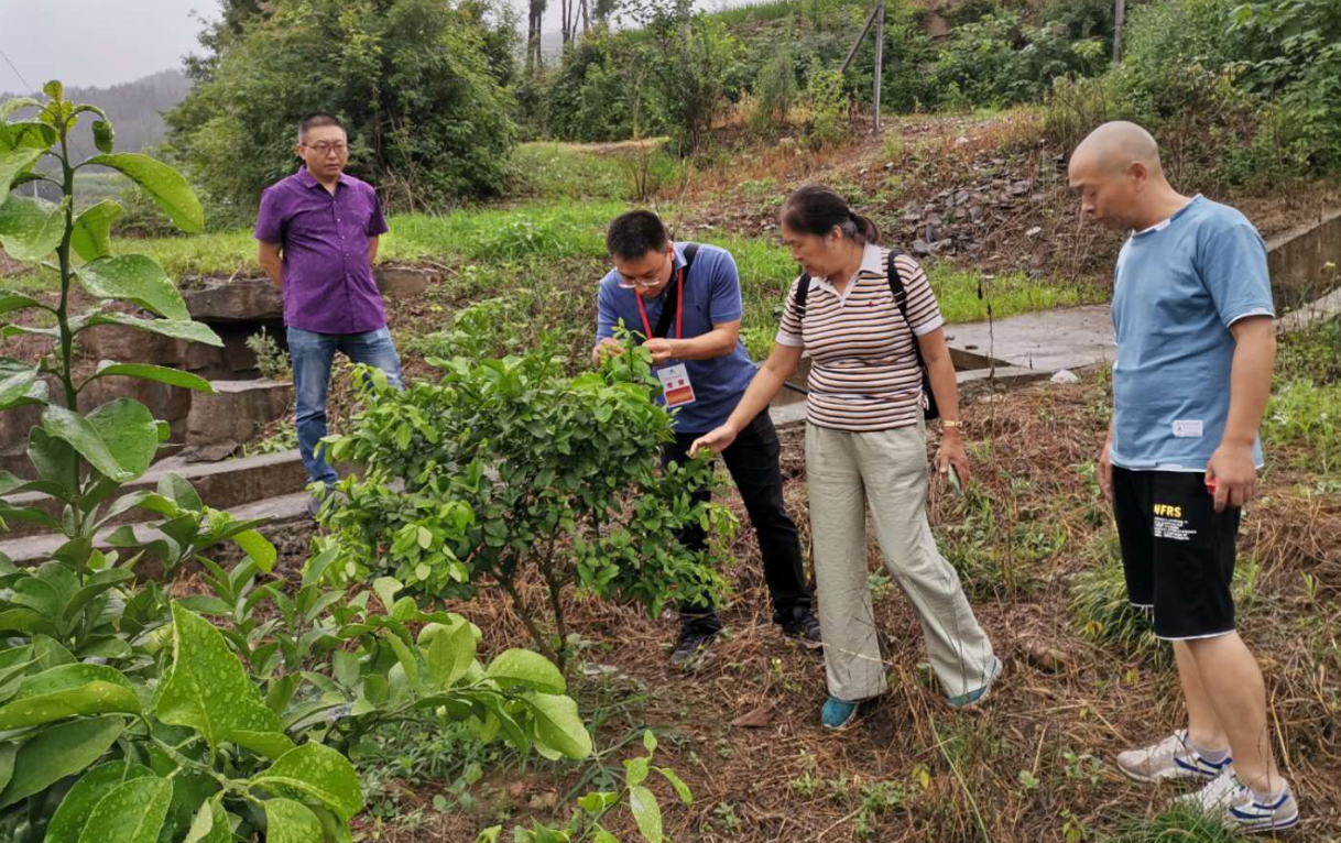 2省农科院专家何礼现场查看沙糖桔生长和病虫害情况.png