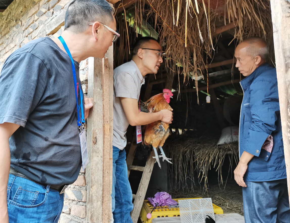 4李小成专家于2020年7月21日在在剑阁县东宝镇长梁村指导种鸡选留技术.png